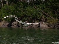 60799CrLeUsm - Swan fly-by- kayaking Duffins Creek - Lake Ontario with Beth.jpg   Each New Day A Miracle  [  Understanding the Bible   |   Poetry   |   Story  ]- by Pete Rhebergen